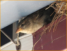 wildlife removal Bridgeport