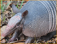 armadillo trapping in new orleans