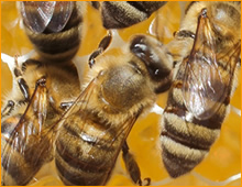 bees nest removal