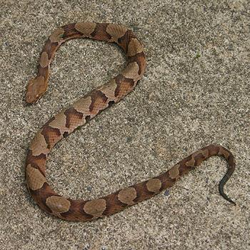 Copperhead snake Copperhead snake