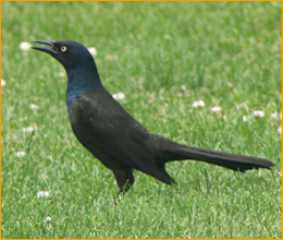 dallas bird removal and bird control dallas bird removal and bird control