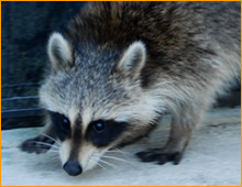 raccoons in attic removal