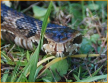 snake in yard Stratford