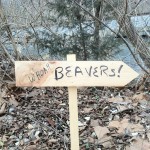 Beaver Control and Trapping
