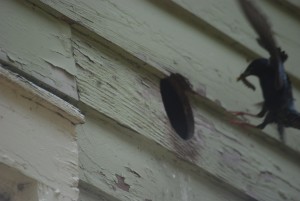 bird in bathroom vent