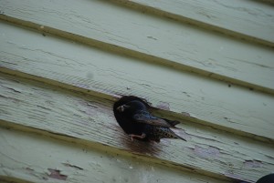 female bird with babies in vent