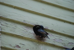 mother bird in vent with food