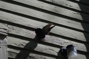 bird flying in vent