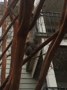 squirrel