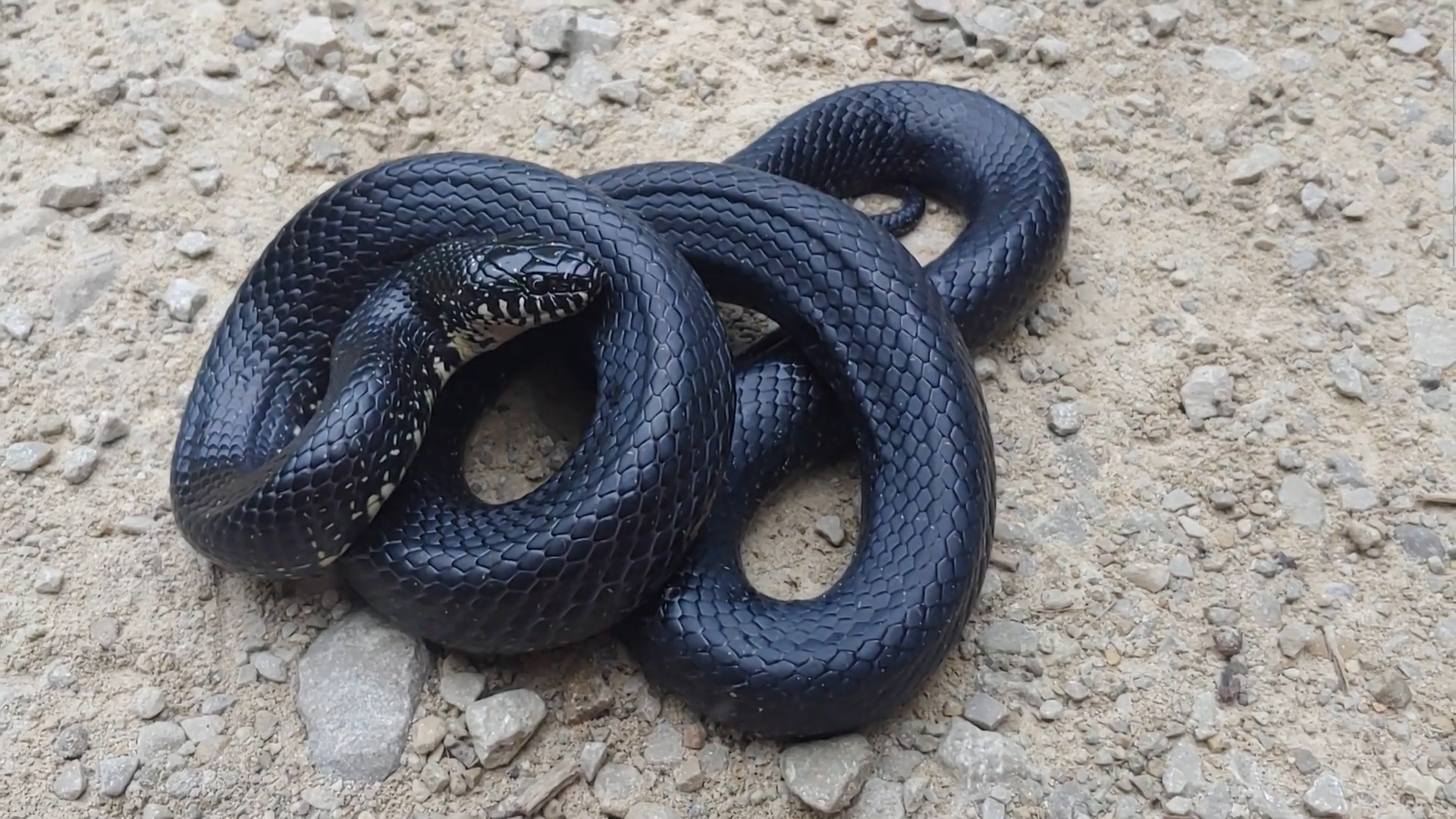 Snake Control Jeffersontown