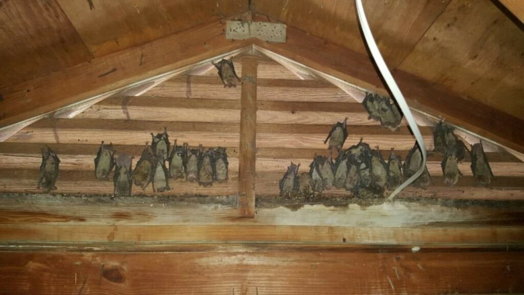 Bat Removal, Bats in Attic Jeffersontown