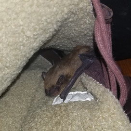 Janesville Bat Removal
