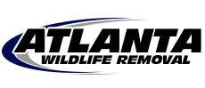 Atlanta, GA Wildlife Removal