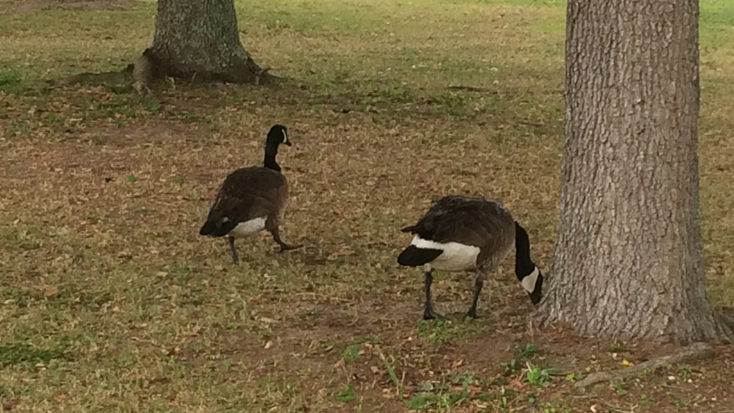 Bird Control in Jeffersontown KY