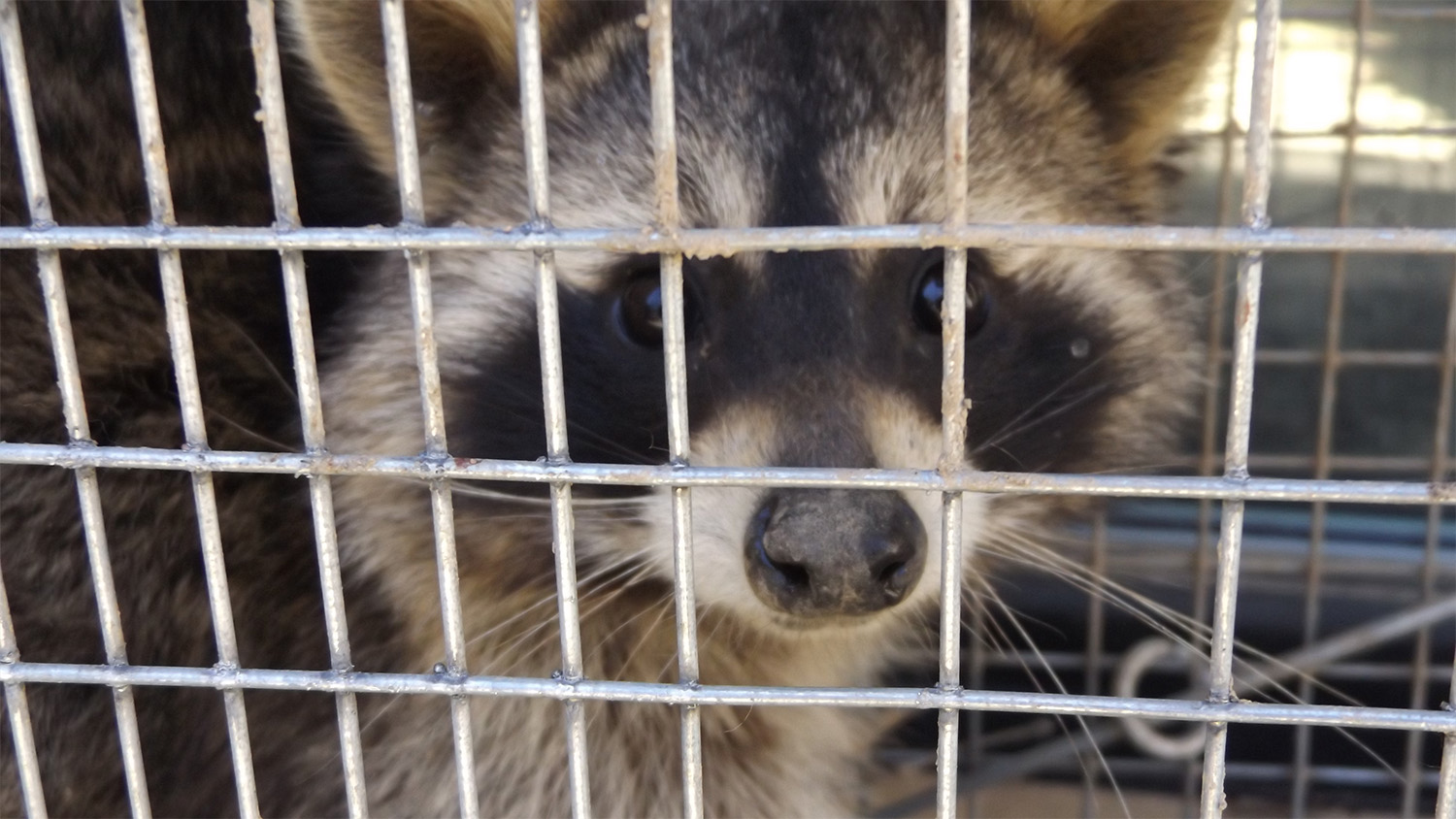 Raccoon Control and Removal Jeffersontown