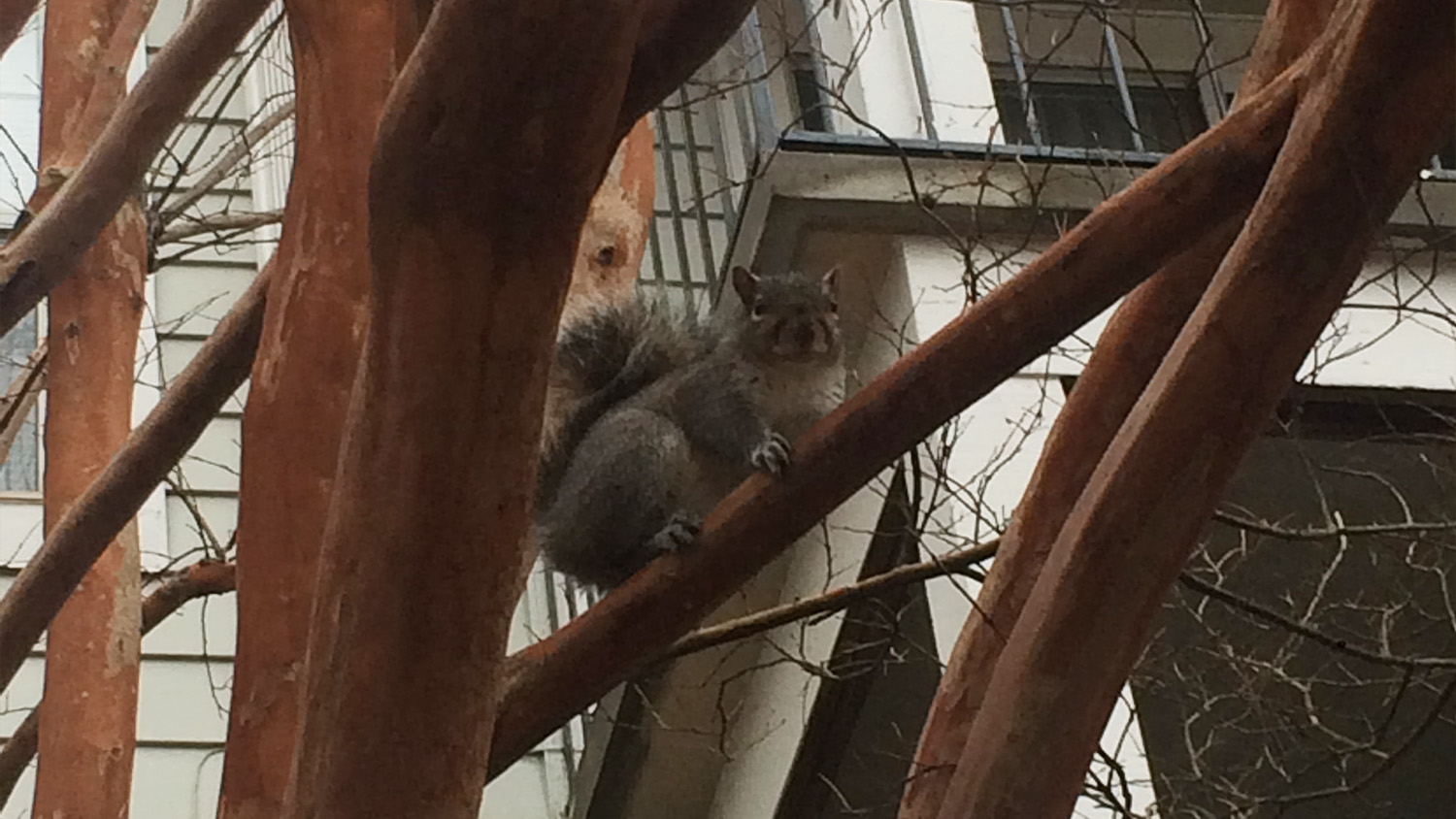 Squirrel removal in Jeffersontown attic