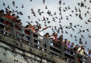 Buffalo Bayou Bat Colony