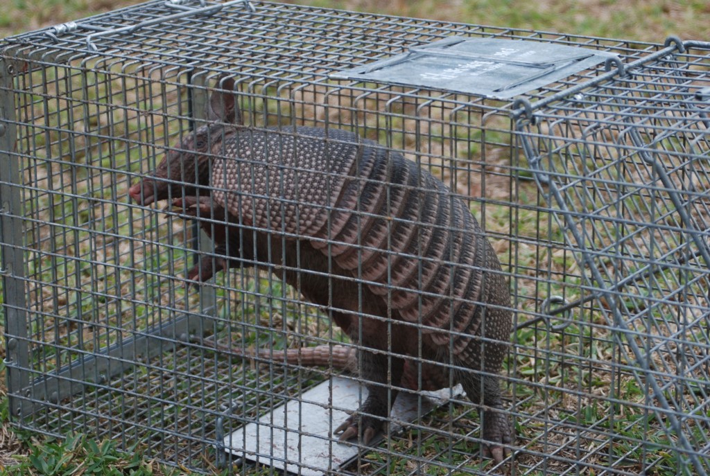 armadillo digging