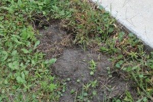 Armadillo Digging in my Yard St Augustine FL