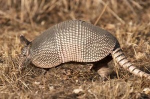 Armadillo Removala nd Control