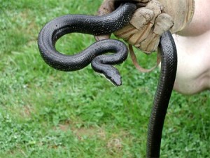 Snake removal photos