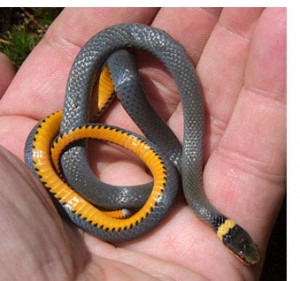 Ring Neck snake