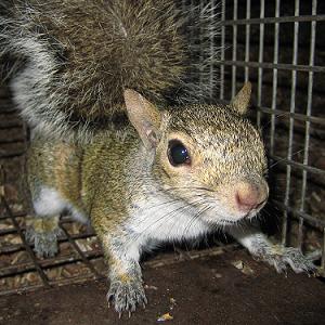 Get Rid of Squirrels in Your Attic - Fur Busters Wildlife Removal