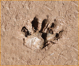 armadillo tracks armadillo tracks