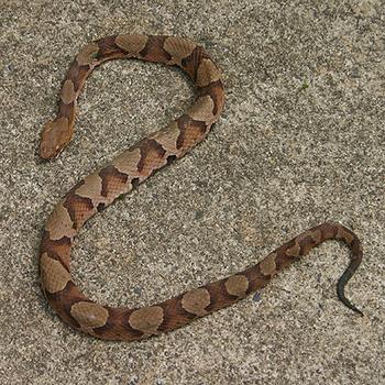 Baby Copperhead Snake Look Like