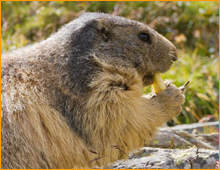 groundhog trapping in Oregon