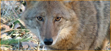 Arizona Government Warns About The Presence Of A Mangy Coyote In Tucson