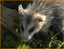 opossum holes in lawn