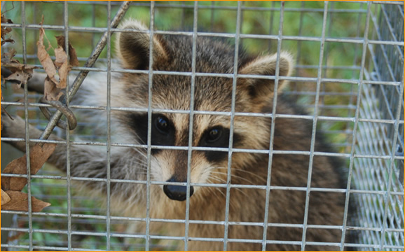 Picture of raccoon inside of a trap