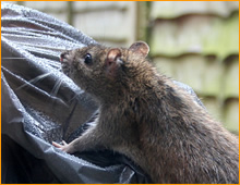 Chesapeake rat removal