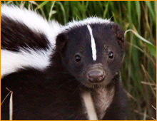 Fredericksburg Skunk Removal