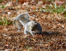 kenner squirrel removal