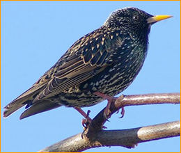 Culpeper bird removal