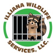Wildlife removal Porter, IN.