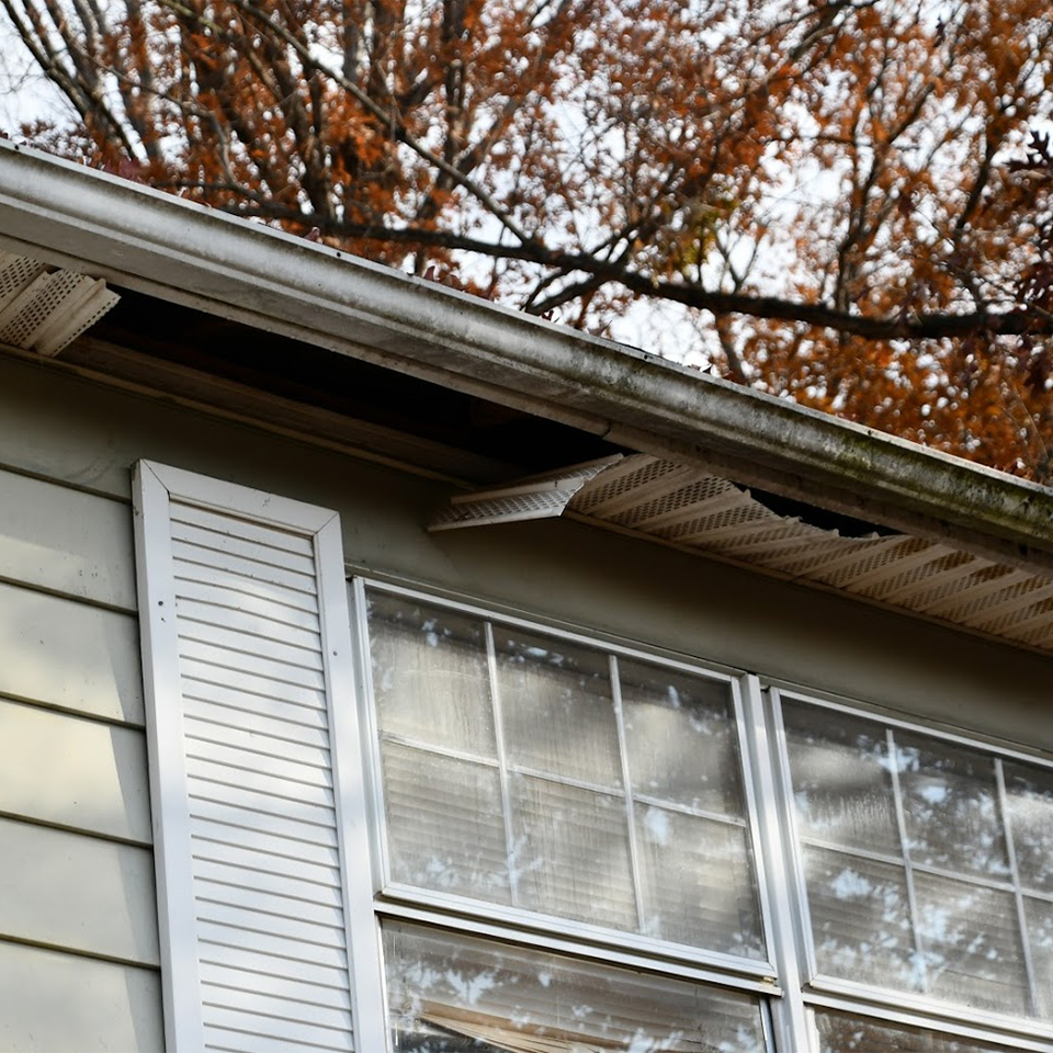 squirrel damage to roof