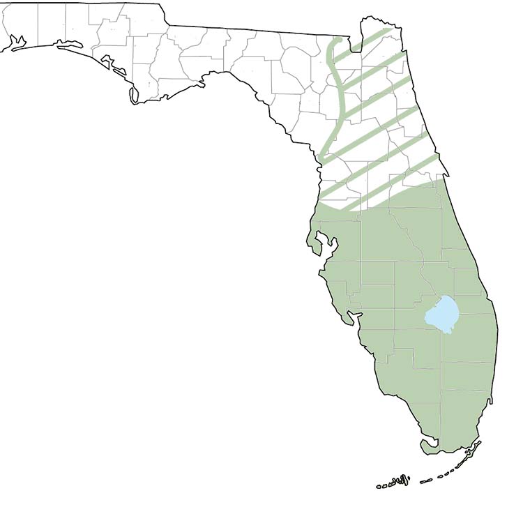 The Range of Iguanas in Florida