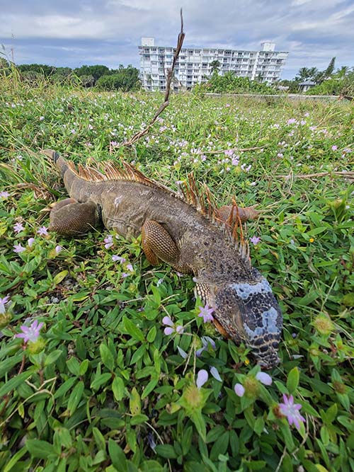 A Freshly Caught Iguana Near a Residence