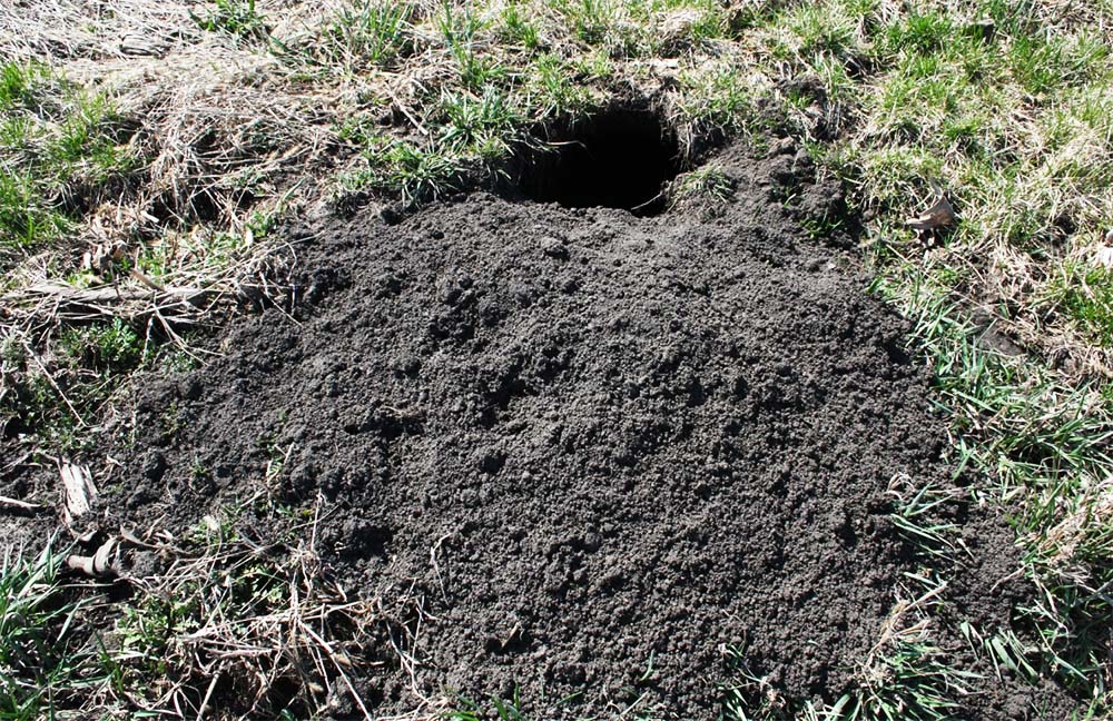 An Iguana Burrow in the Backyard