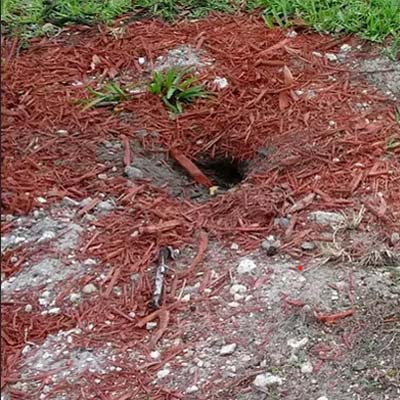 Iguana Burrow in the Yard