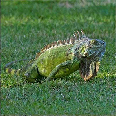 A Single Iguana on the Grass