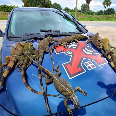 A Large Group of Caught Iguanas