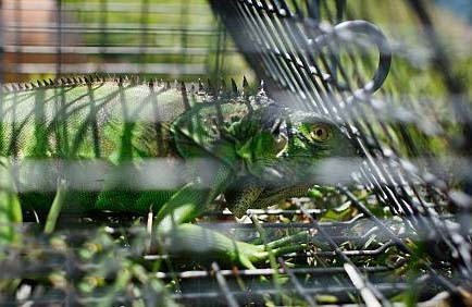 A Caught Iguna in a Cage