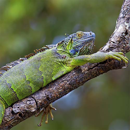 A Sole Iguana on A Branch