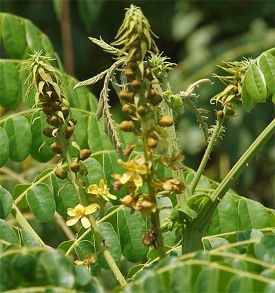 A Nickerbean Plant that is Favoured by Iguanas