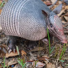 A three-banded armadillo that can be found here in the Hanahan South Carolina area