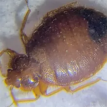 A massive bed bug in a Goose Creek home